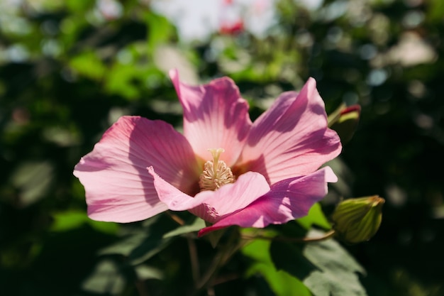 Hermosa flor rosa en un día soleado