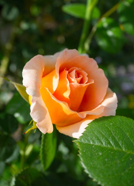 Hermosa flor rosa fragante en un día cálido y soleado