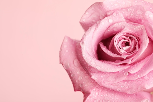 Hermosa flor rosa fresca con gotas de agua sobre fondo rosa primer plano Espacio para texto
