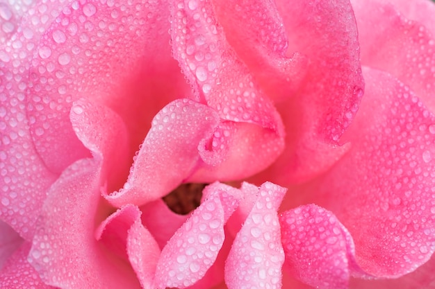 Hermosa flor rosa con gotas de rocío.