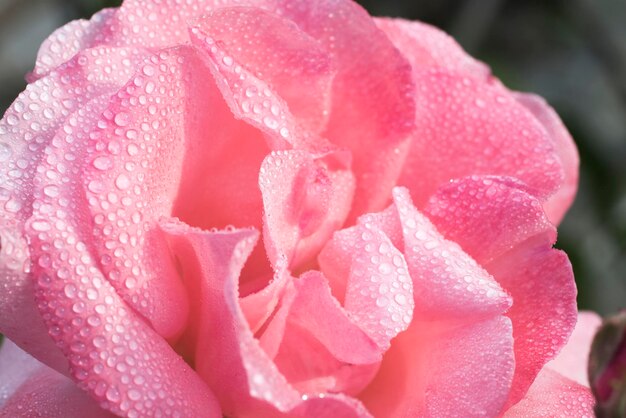 Hermosa flor rosa con gotas de rocío.