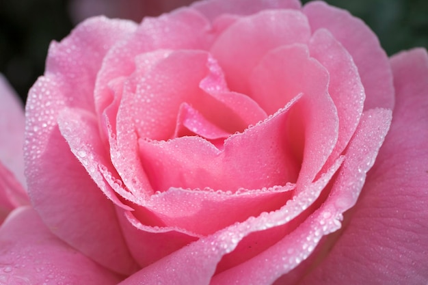 Hermosa flor rosa con gotas de rocío.