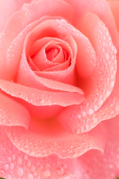 Hermosa flor rosa con gotas de rocío.