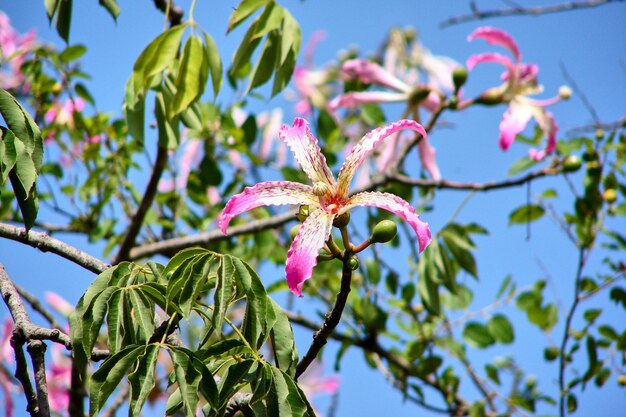 Hermosa flor rosa grande en un árbol