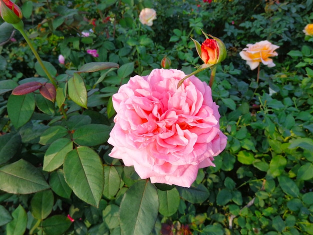 hermosa flor rosa en el jardín