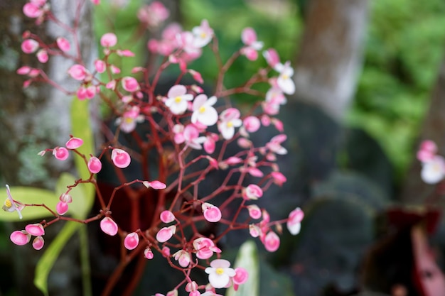 Hermosa flor rosa en el jardín