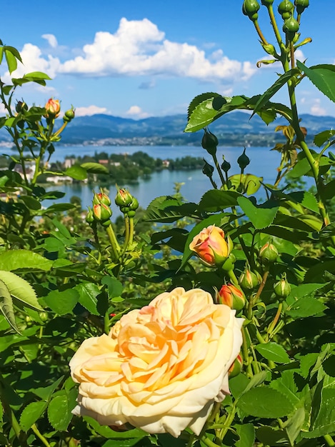 Hermosa flor rosa en las montañas del lago del jardín suizo y el cielo azul en wollerau en la naturaleza de fondo de suiza