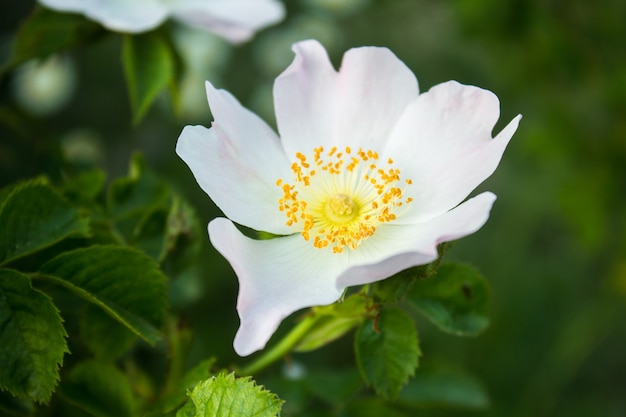 Hermosa flor de rosa mosqueta blanca