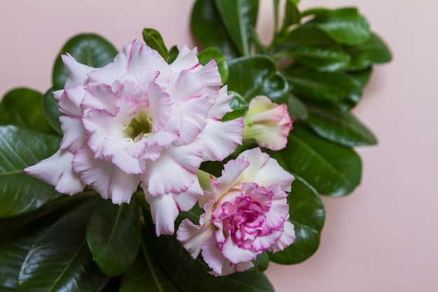 Foto hermosa flor rosa o adenium con hojas verdes sobre fondo rosa