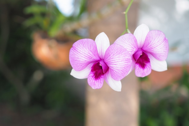 Hermosa flor rosa orquídea en jardín con fondo borroso