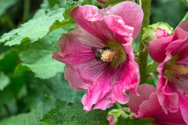 Hermosa flor rosa de una planta de jardín malva de cerca con un abejorro trepando dentro