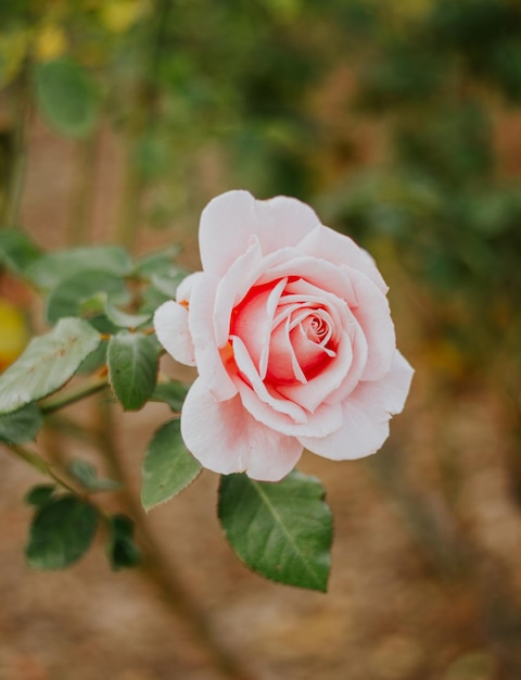 Foto hermosa flor rosa entre las plantas