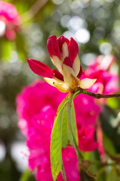 Hermosa flor rosa en primavera