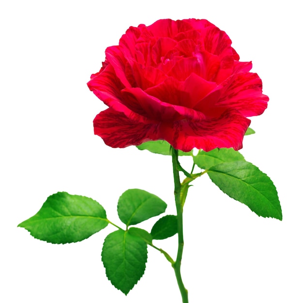 Hermosa flor rosa roja aislada sobre fondo blanco. Tarjeta de boda. Saludo. Verano. Primavera. Vista plana endecha, superior. Amor. día de San Valentín