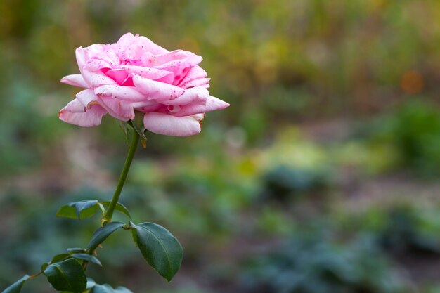 Hermosa flor rosa roja y blanca