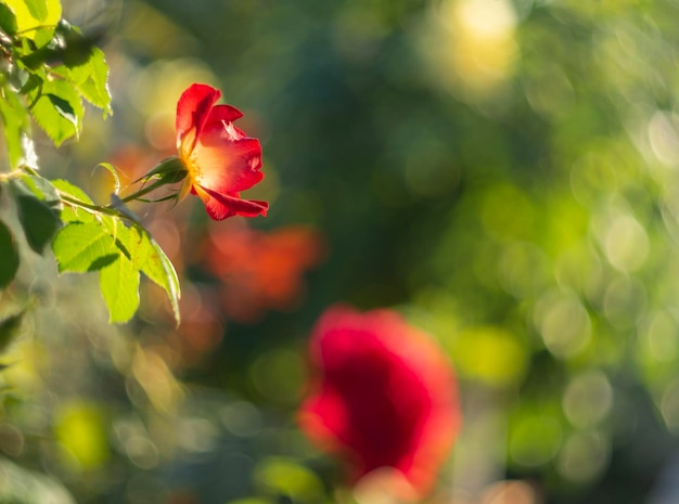 Hermosa flor rosa roja en un día cálido y soleado