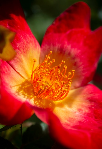 Hermosa flor rosa roja en un día cálido y soleado