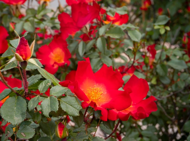 Hermosa flor rosa roja en un día cálido y soleado