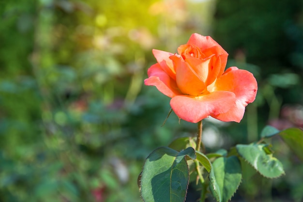 Hermosa flor rosa roja en el fondo del jardín, amor de San Valentín