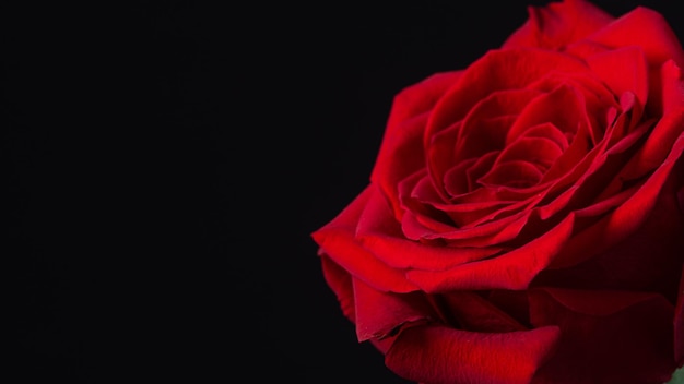 Hermosa flor rosa roja sobre fondo negro con espacio de copia Tarjeta de felicitación con cabeza de flor rosa