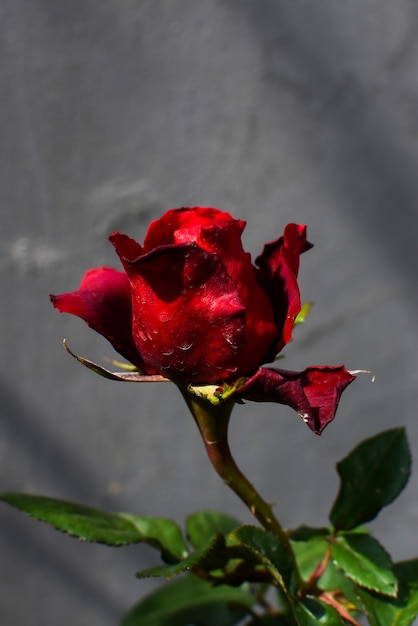 hermosa flor rosa roja