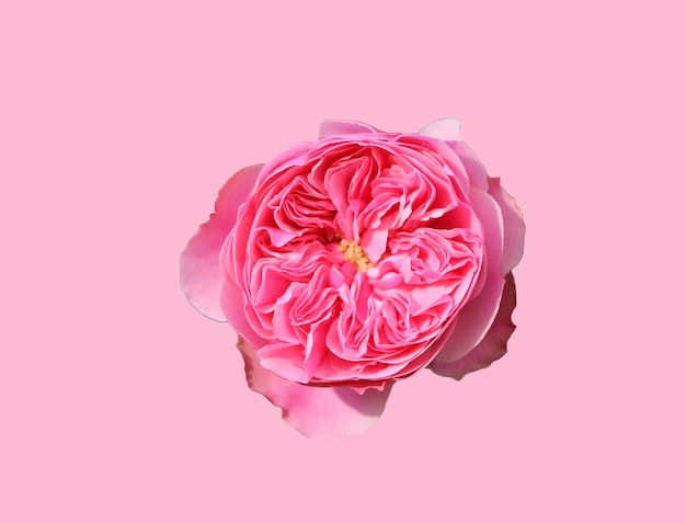 hermosa flor rosa rosa aislado en rosa