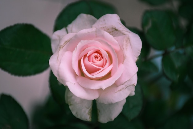 Hermosa flor rosa rosa blanca con fondo de hojas de gotas de lluvia