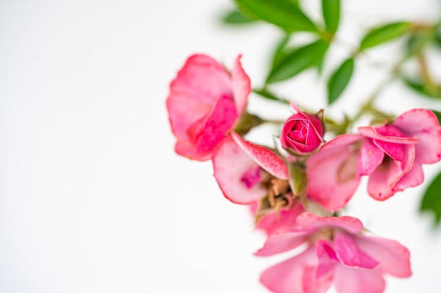 Hermosa flor rosa rosa, composición floral