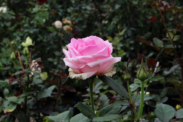 Hermosa flor rosa rosa en el jardín