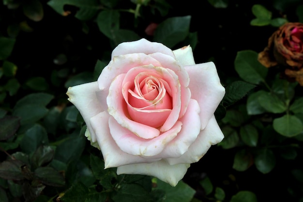 Hermosa flor rosa rosa en el jardín