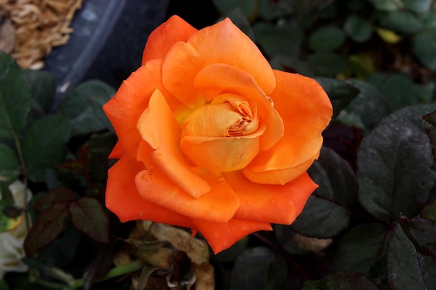 Hermosa flor rosa rosa naranja