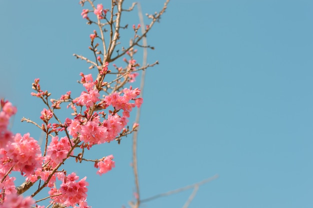 Hermosa flor rosa sakura