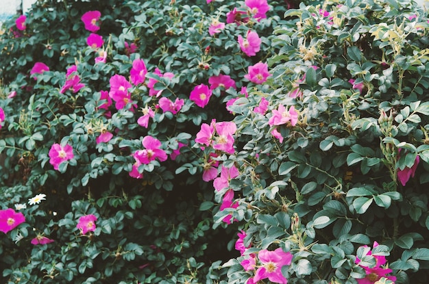 Hermosa flor rosa silvestre rosa perro rosa Rosa canina Imagen