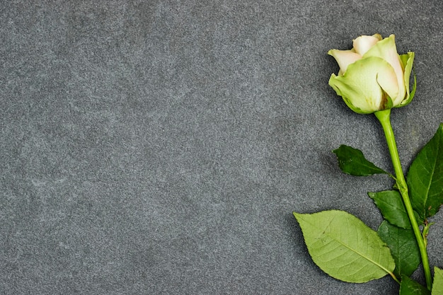 Hermosa flor rosa sobre fondo gris grunge con espacio de copia