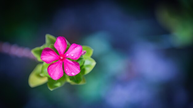 Hermosa flor rosa sobre fondo verde y azul suave y borroso. Primavera verano naturaleza al aire libre macro