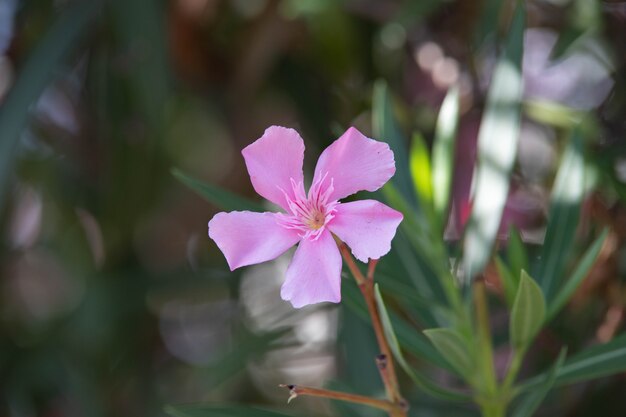 Foto hermosa flor rosa y violeta de cerca en el follaje.