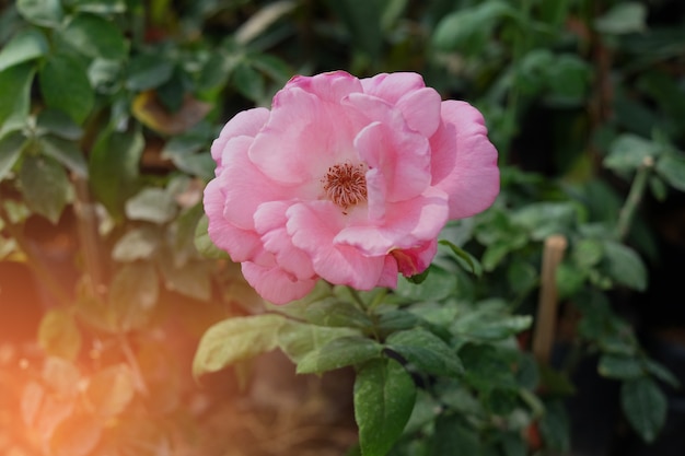 Hermosa flor rosa.