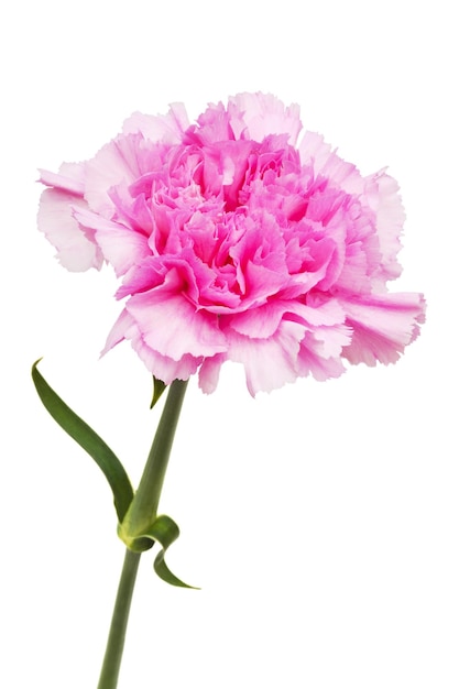 hermosa flor rosa