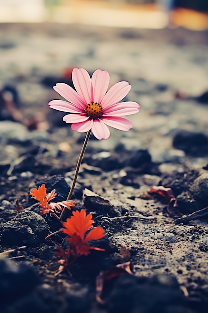 Foto hermosa flor rosada en el suelo