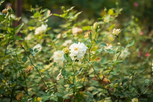 Hermosa flor de rosas blancas en el jardín