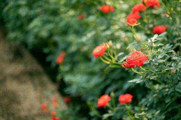 Hermosa flor de rosas de colores en el jardín