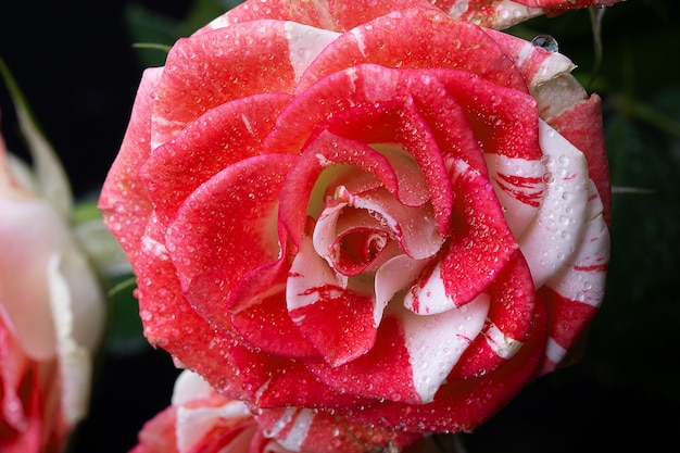 Hermosa flor de rosas púrpuras abigarradas primer plano.