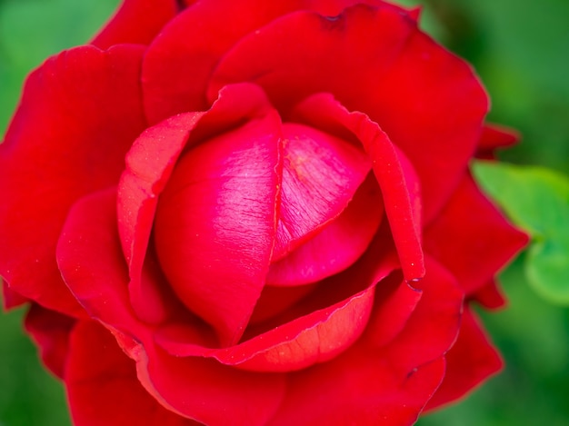 Hermosa flor de rosas rojas en el jardín