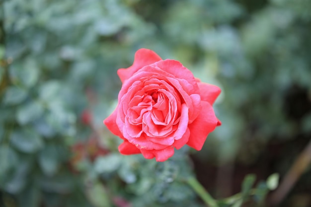 Hermosa flor de rosas rojas en el jardín