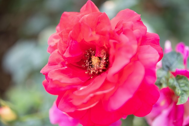 Hermosa flor de rosas rojas en el jardín