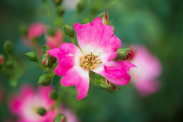 Hermosa flor de rosas rosadas de colores en el jardín