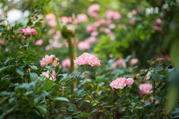 Hermosa flor de rosas rosadas de colores en el jardín