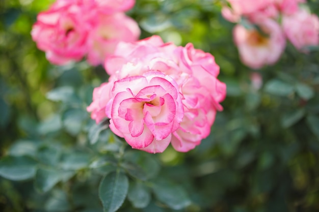 Hermosa flor de rosas rosadas en el jardín