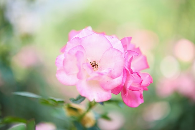 Hermosa flor de rosas rosadas en el jardín