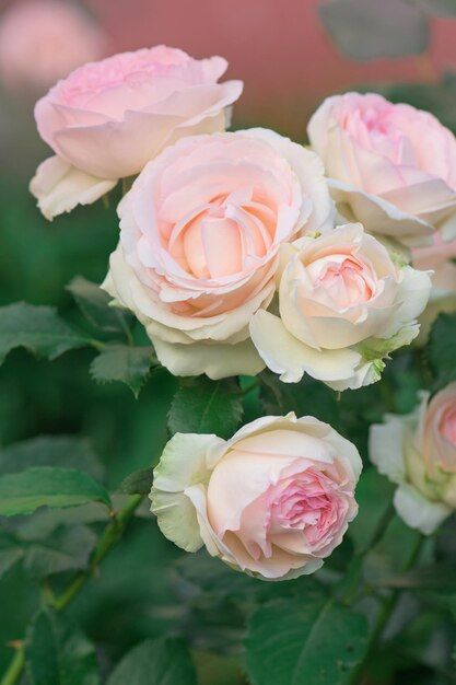 Hermosa flor de rosas rosadas de verano Rosas rosadas trepadoras en el jardín